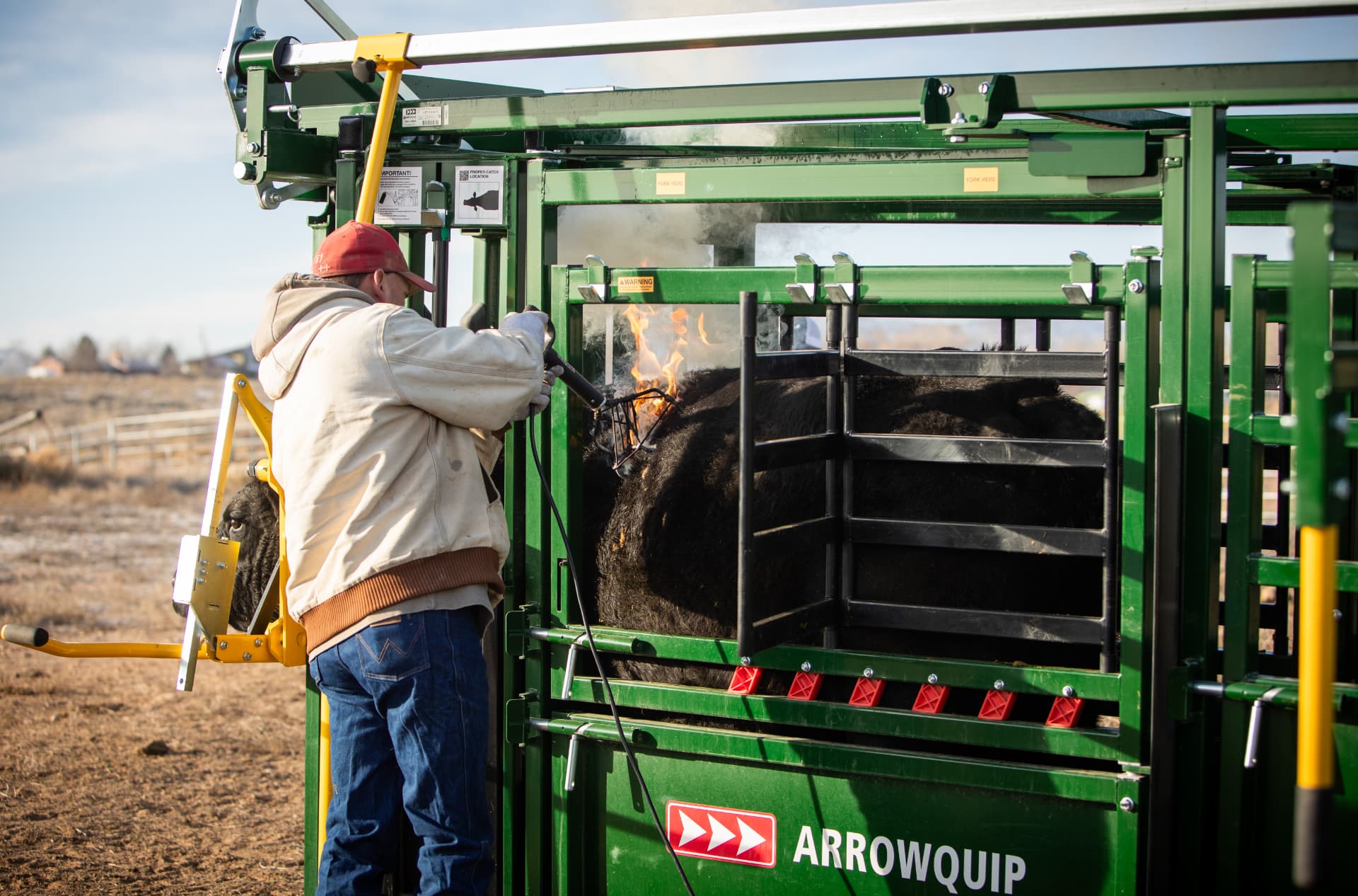 Rancher branding a calf held in the squeeze chute of the portable corral