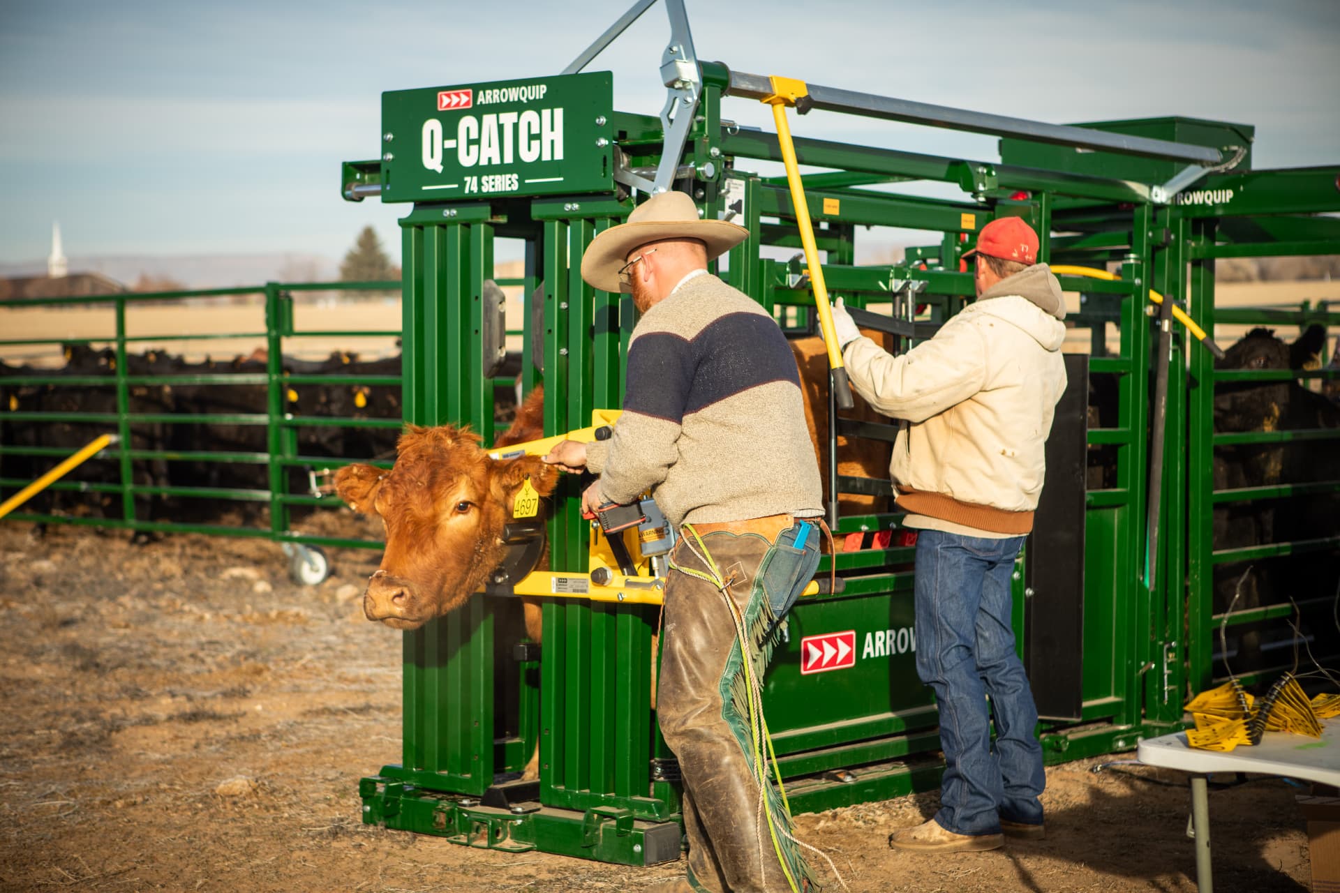 Two ranchers working a cow in the squeeze chute of the portable corral, with cattle held in the panels and alley behind