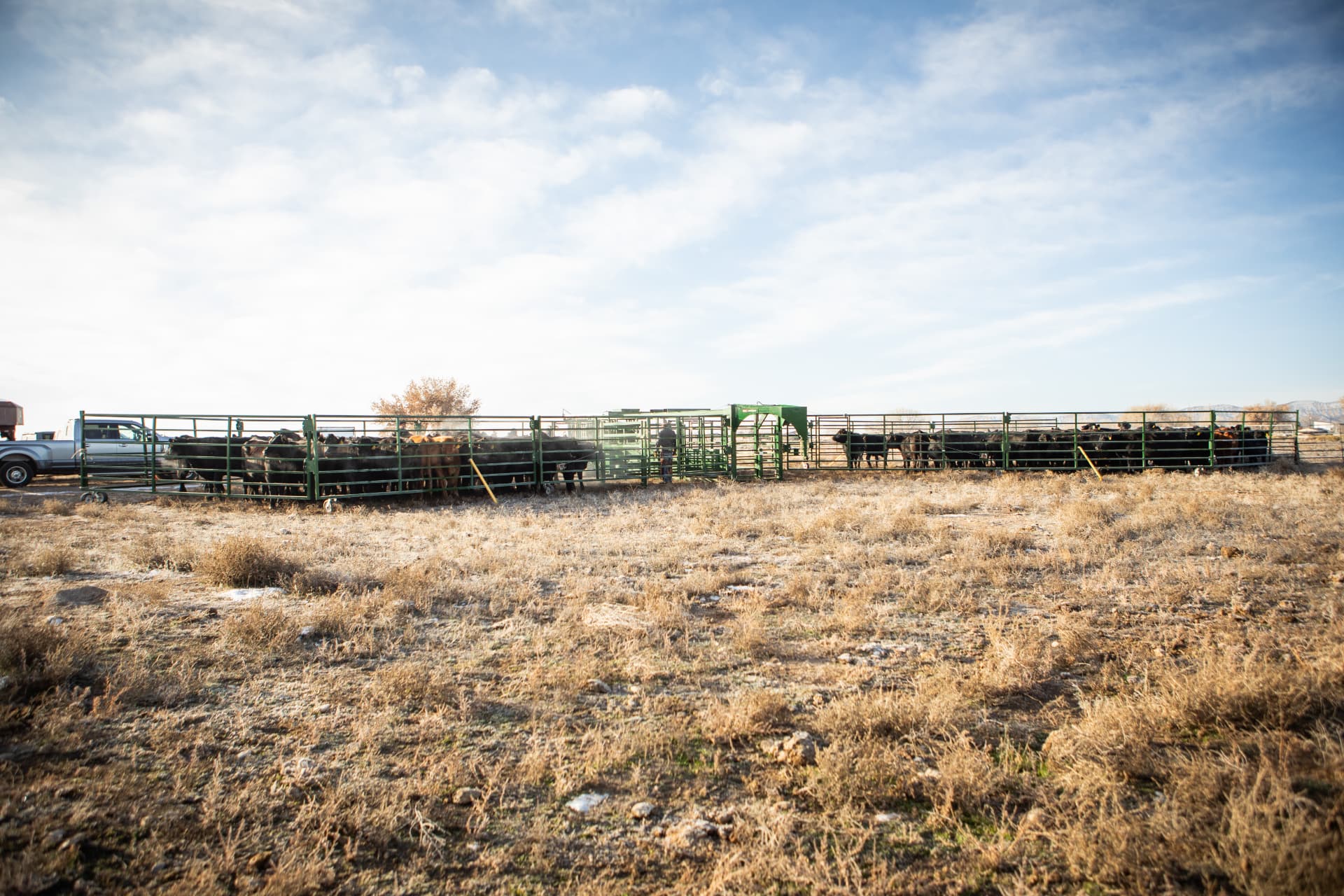 Outlaw Willy's portable corral panels and alley set up across a Uintah Basin pasture with cattle penned inside and a truck parked alongside